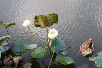 IMG_0275.jpg