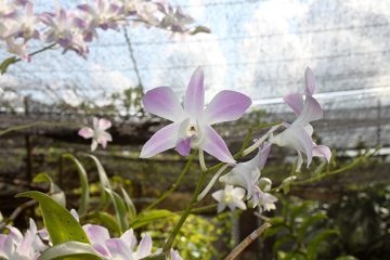 IMG_0244.jpg