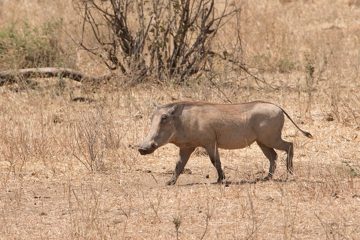 IMG_6111