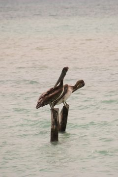 IMG_5478