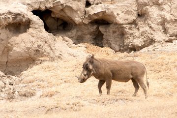 IMG_6219