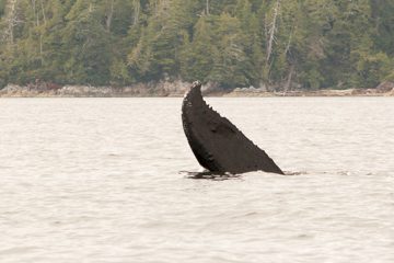 IMG_0779