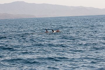 IMG_8847