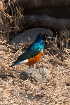 IMG_6694