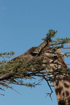 IMG_7256