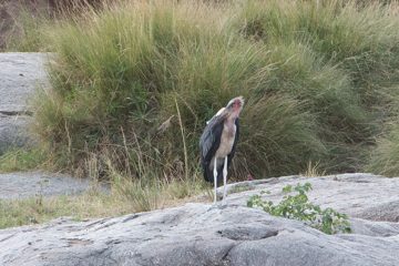 IMG_7740