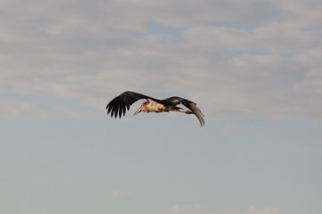 P-IMG_6845-2