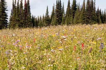 IMG_9917