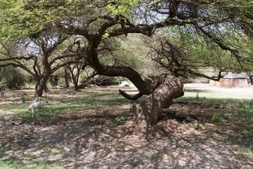 IMG_6971