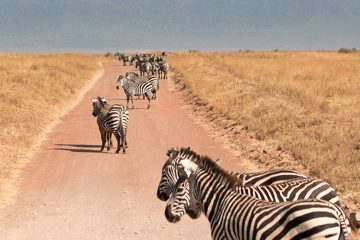 IMG_6366