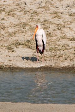 IMG_6384