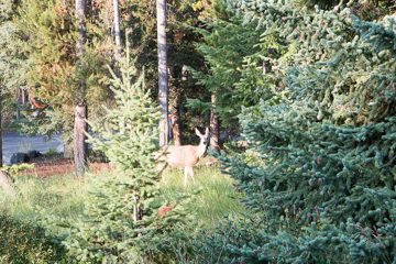 IMG_0415