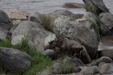 IMG_7388