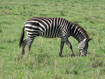 100_1518.jpg