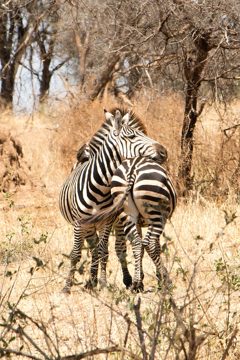 IMG_6100