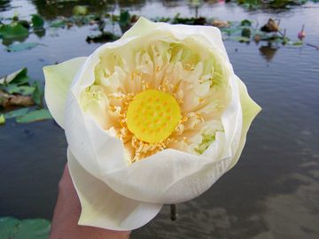 100_3374.jpg