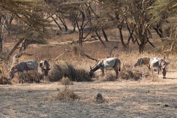 IMG_6696