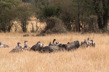 IMG_7556