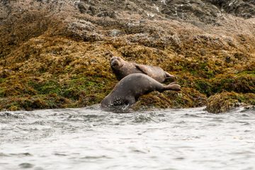 IMG_0790