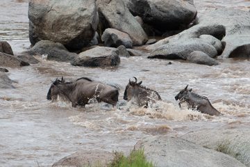 IMG_7394