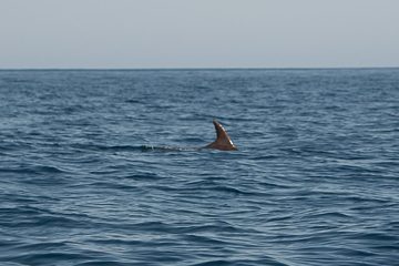 IMG_8845
