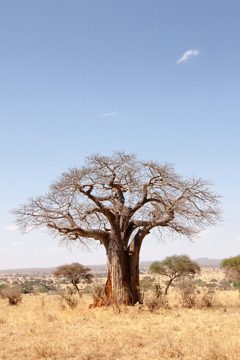P-IMG_6361-2