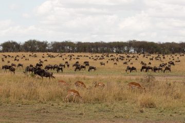 IMG_7453