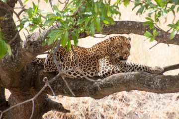 P-IMG_6510-2