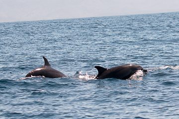 IMG_8850