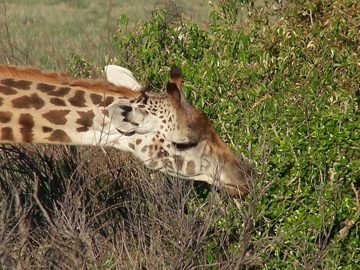 100_1570.jpg