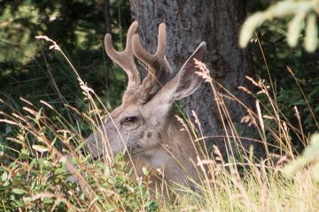 IMG_0454