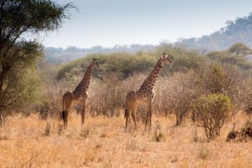 IMG_6135