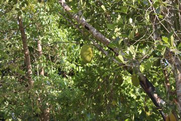 IMG_0447.jpg