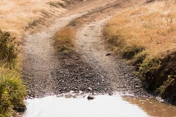 IMG_6350