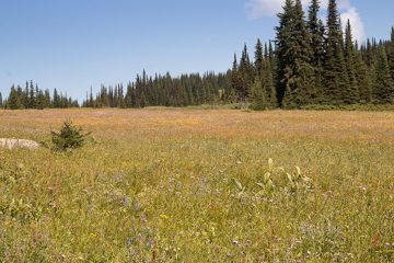 IMG_9905