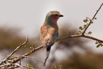 P-IMG_6311-2