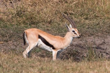 IMG_6330