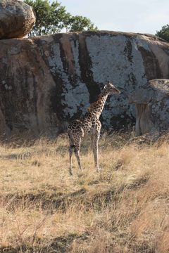 IMG_7263
