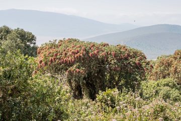 IMG_6529