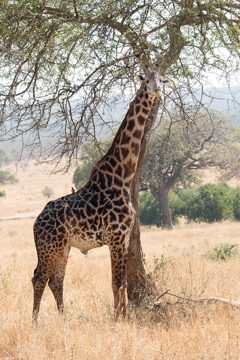 IMG_6141