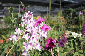 IMG_0227.jpg