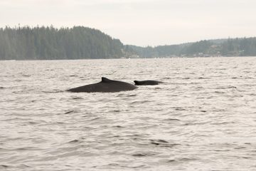 IMG_0755