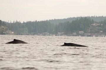 IMG_0750