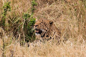 IMG_7130
