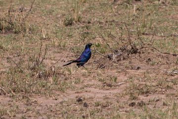 IMG_7423