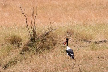 IMG_7173