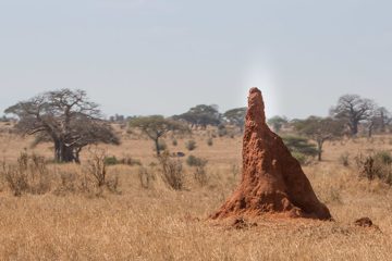 IMG_6144