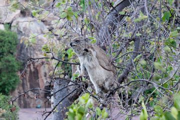 P-IMG_6584-2