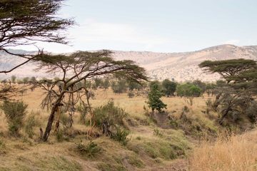 IMG_7118