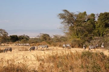 P-IMG_6474-2